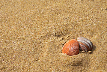 Sands beach and 2 seashell in Summer with free space for text  for wallpaper and background.