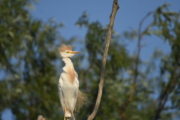 Cattle Egret (Bubulcus ibis) 