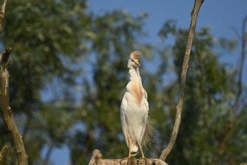 Cattle Egret (Bubulcus ibis) 