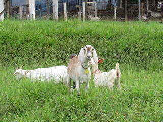As cabras no pasto