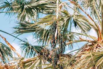 palm tree on the beach