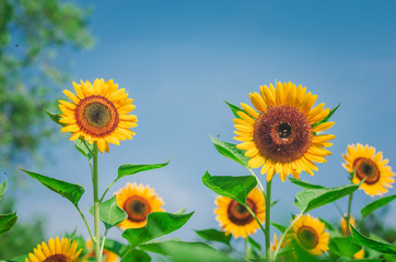 Fototapeta premium sun flowers in field beautiful plantation in nature park with sunlight in blue sky background.