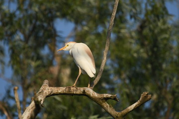 Cattle Egret (Bubulcus ibis) 