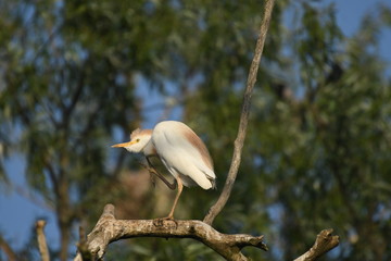 Cattle Egret (Bubulcus ibis) 