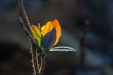 Nature Muenster Germany february