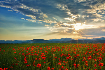 Poppies field