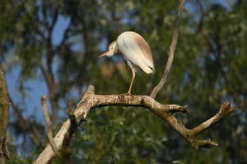 Cattle Egret (Bubulcus ibis) 