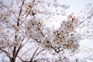 cherry blossoms