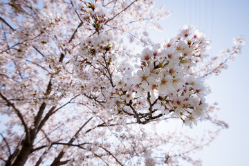 cherry blossoms