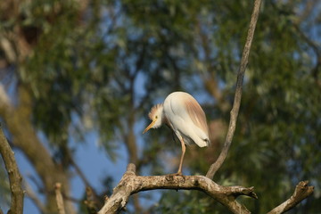 Cattle Egret (Bubulcus ibis) 