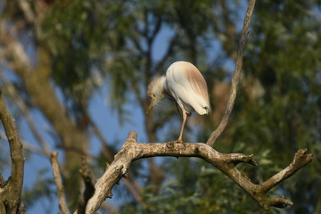 Cattle Egret (Bubulcus ibis) 