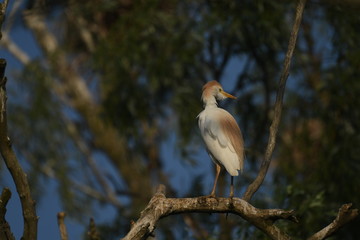Cattle Egret (Bubulcus ibis) 