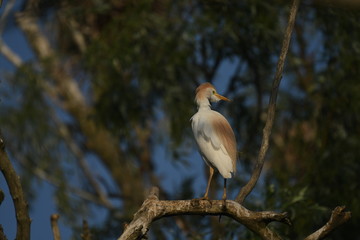 Cattle Egret (Bubulcus ibis) 