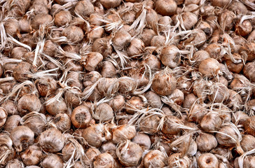 a lot of Saffron bulbs or  crocus Sativus flower in Autumn for sale in the flower market Netherlands.