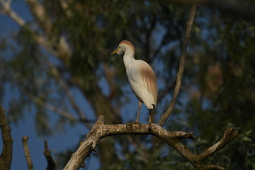 Fototapeta premium Cattle Egret (Bubulcus ibis) 