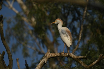 Cattle Egret (Bubulcus ibis) 
