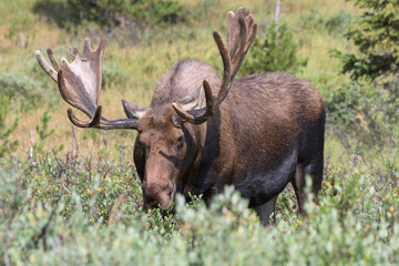 Naklejka na ściany i meble Shiras Moose in Colorado. Shiras are the smallest species of Moose in North America