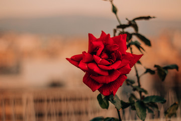 red rose on a city background