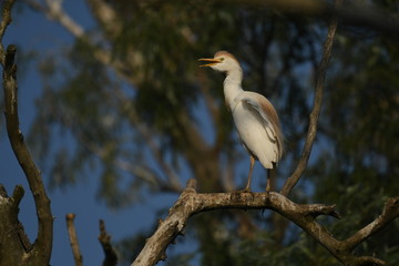 Cattle Egret (Bubulcus ibis) 
