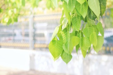 Bodhi leaf on blurred background with sunset light. for background and design. copy space for text.