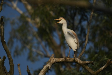 Cattle Egret (Bubulcus ibis) 