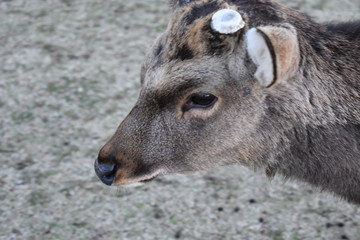 奈良の鹿(Deer in Nara)