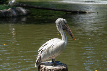 Dalmatian pelican