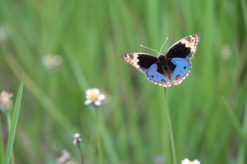 Fototapeta premium butterfly on grass