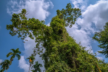 Tropical green monster tree against cloudy blue sky and palms background