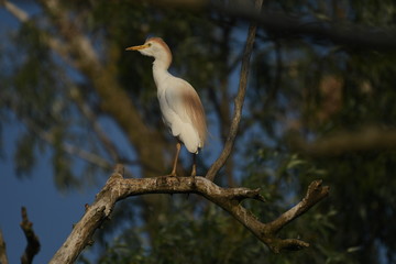 Cattle Egret (Bubulcus ibis) 
