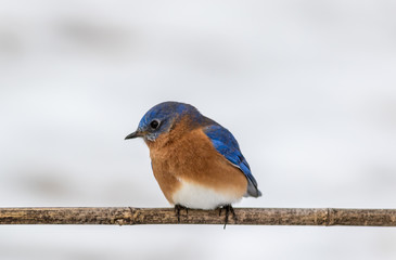 Eastern Bluebird (Sialia sialis) male perched in February with snow on the ground
