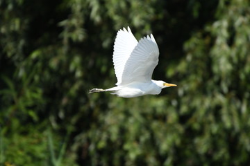 Cattle Egret (Bubulcus ibis) 