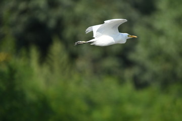 Cattle Egret (Bubulcus ibis) 