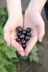 A handful of ripe black currant berries in female palm against the background of a green grass.