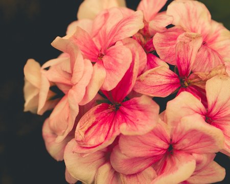 Flor
