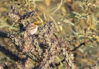 A verdin finds safety among the cactus spines in Tucson, Arizona