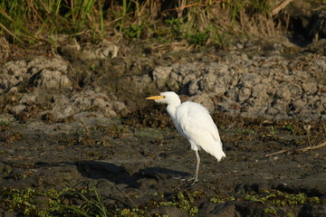Cattle Egret (Bubulcus ibis) 