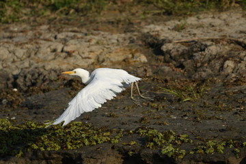 Cattle Egret (Bubulcus ibis) 