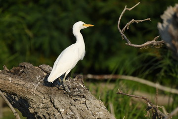 Cattle Egret (Bubulcus ibis) 