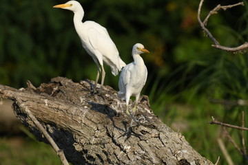 Cattle Egret (Bubulcus ibis) 