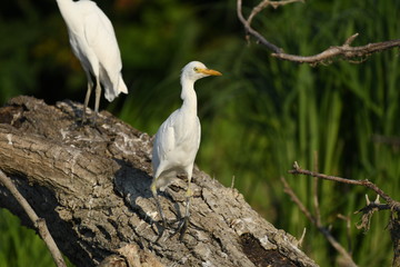 Cattle Egret (Bubulcus ibis) 