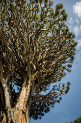 Dragon tree in Icod de los vinos Tenerife