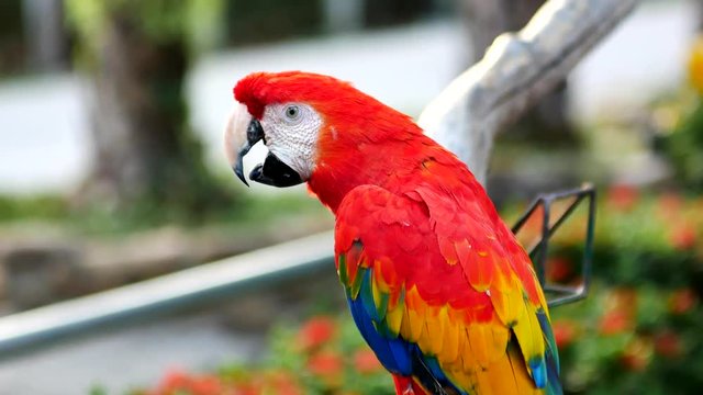 Beautiful macaw parrot bird standing on a wooden