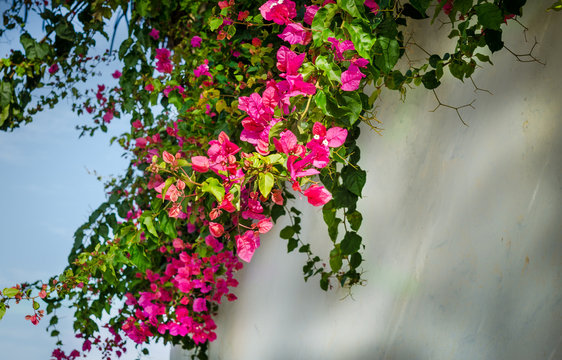 Colorful flovers on a backgroung of cement wall