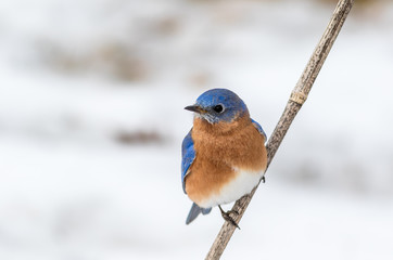 Eastern Bluebird (Sialia sialis) male perched in February with snow on the ground