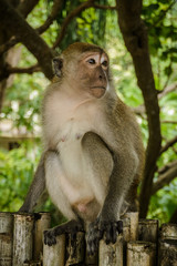Portrait of a monkey