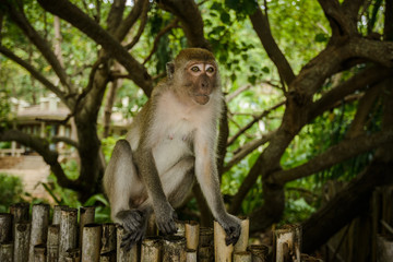 Portrait of a monkey