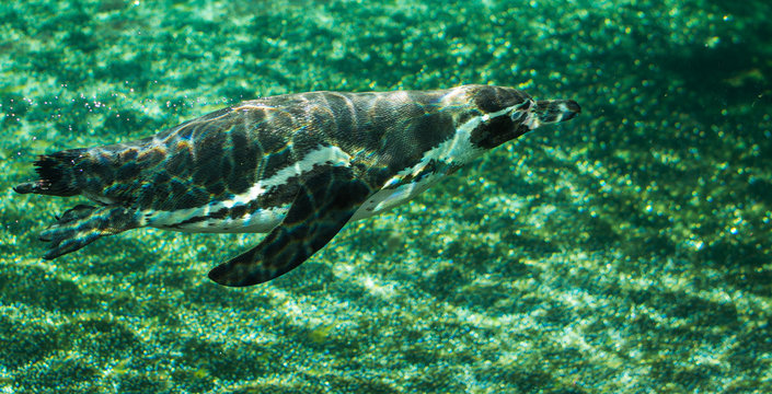 Swimming Penguin