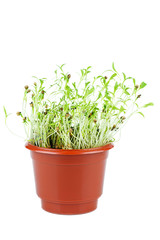 Green coriander sprouts in the brown plastic pot isolated on white