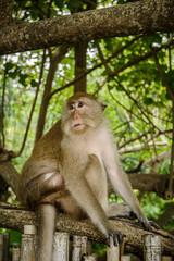 Fototapeta premium Portrait of a monkey